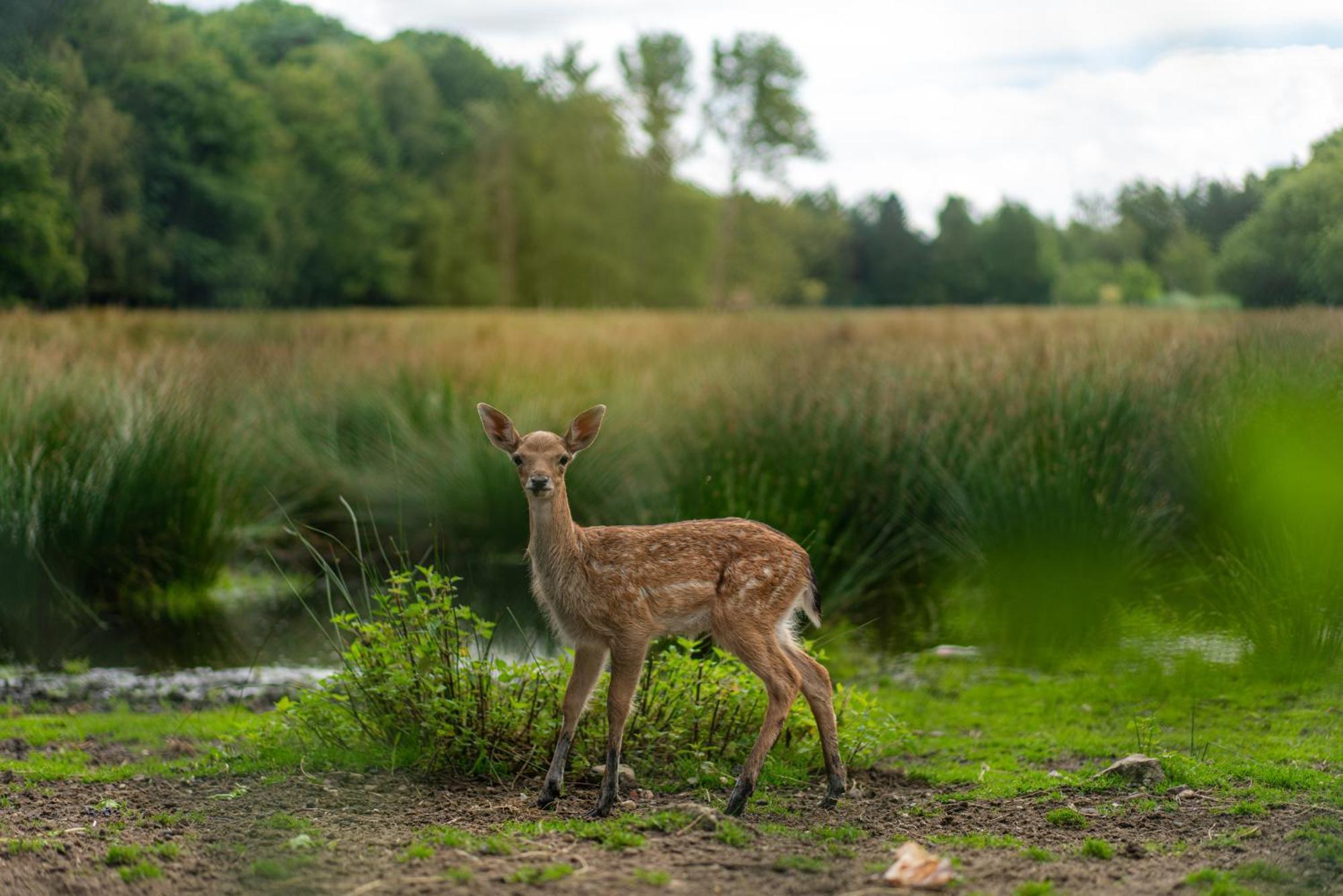 Den 7 Hengelhoef Aan de Wolfsberg Exterior foto